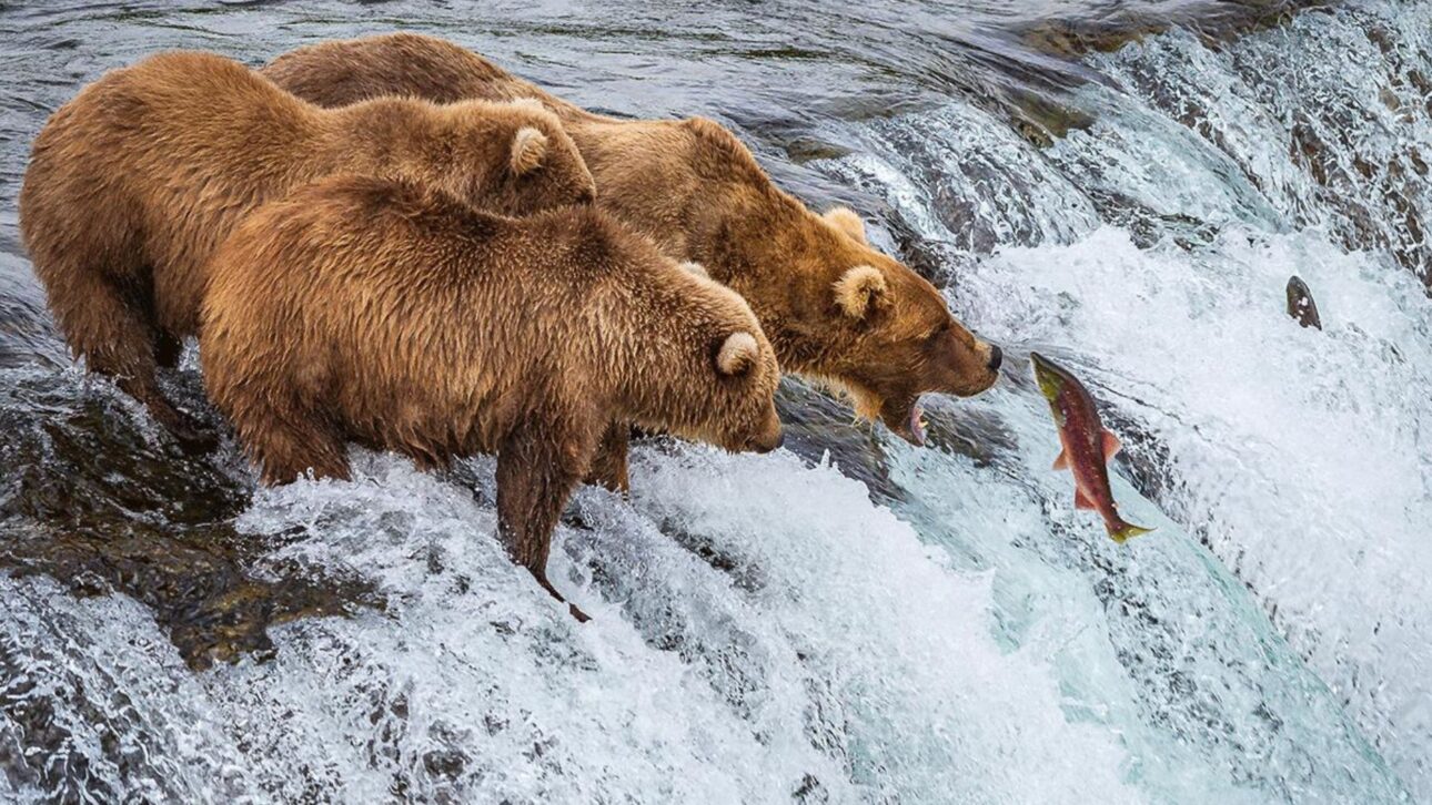 Osos de Kodiak Cambiaron el Salmón Por Bayas en las Laderas de Alaska, Revelando Cómo Cambios en el Calendario Natural Afectan la Supervivencia.