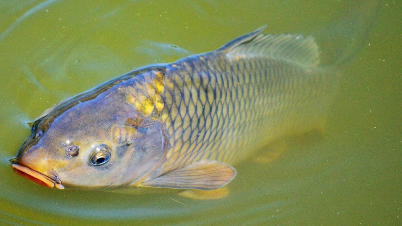 Carpa-comum revolve sedimentos, aumenta turbidez e altera lagos ao reduzir plantas submersas e reorganizar a dinâmica ecológica.