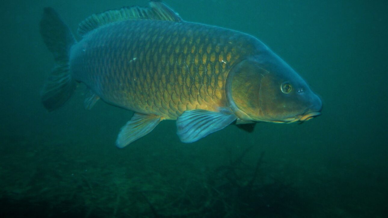 Carpa-comum revolve sedimentos, aumenta turbidez e altera lagos ao reduzir plantas submersas e reorganizar a dinâmica ecológica.