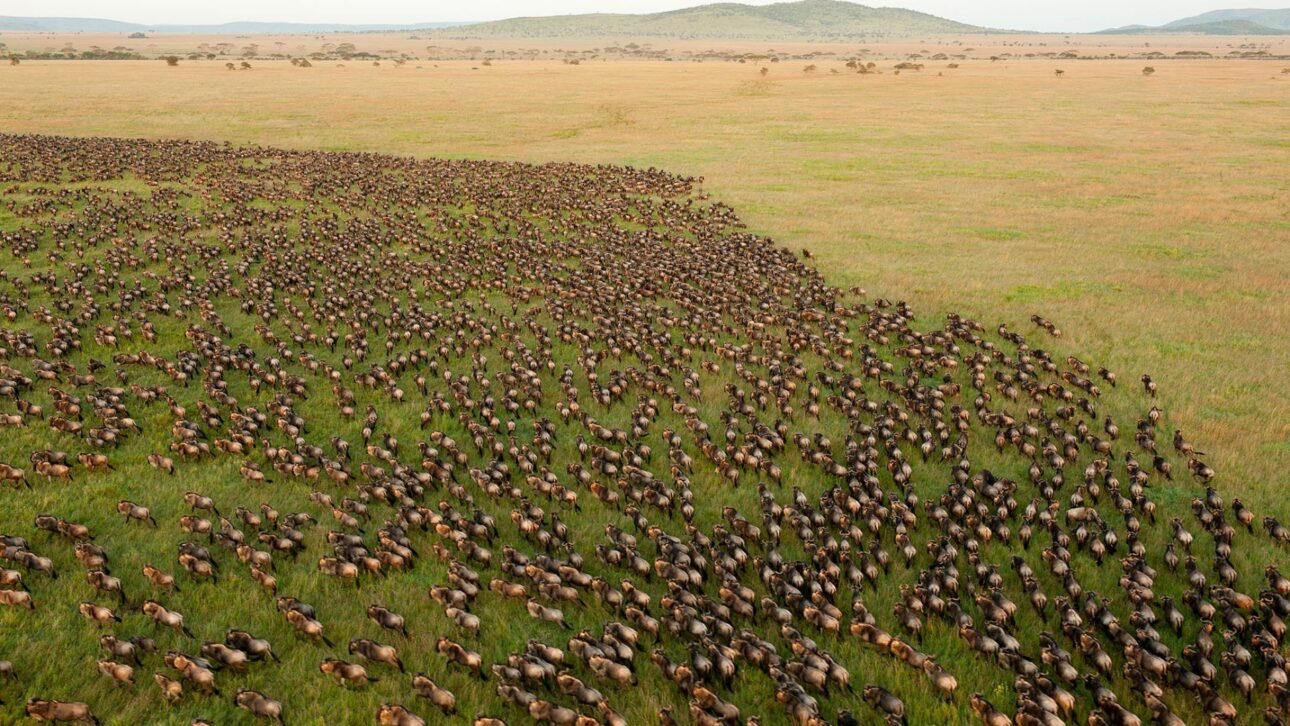 Rebaños de gnu en el Serengeti cambiaron la sabana: al pastar, redujeron el combustible para incendios y favorecieron la vegetación.