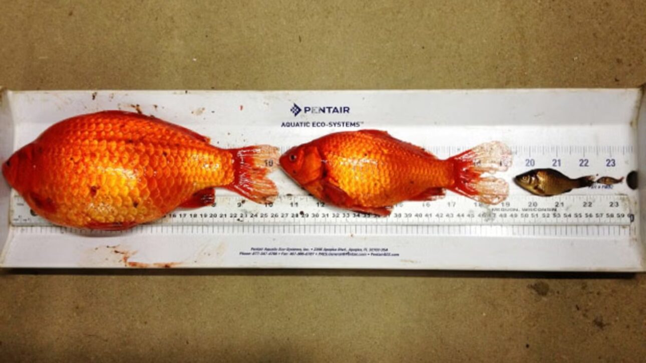 Goldfish invasor: Carassius auratus mexe em sedimentos, aumenta turbidez e pode acelerar eutrofização, mudando a cadeia alimentar.