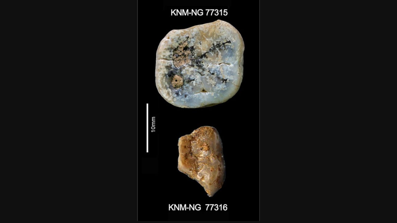 Herramientas de 2,9 millones de años en Kenia desafían el origen de la tecnología humana al surgir con huesos cortados y Paranthropus antiguos.