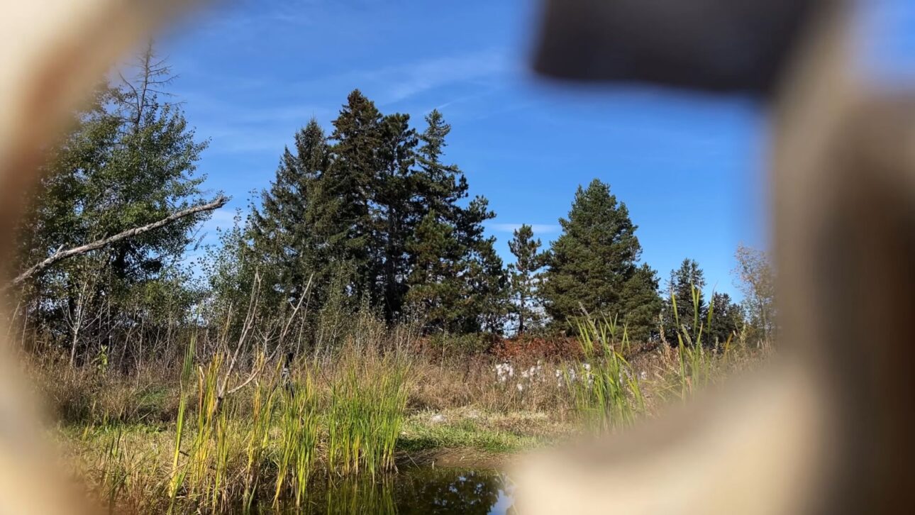 Lagos de patio sustituyen gramados, atraen biodiversidad y controlan mosquitos con profundidad planificada, lona técnica y plantas nativas.