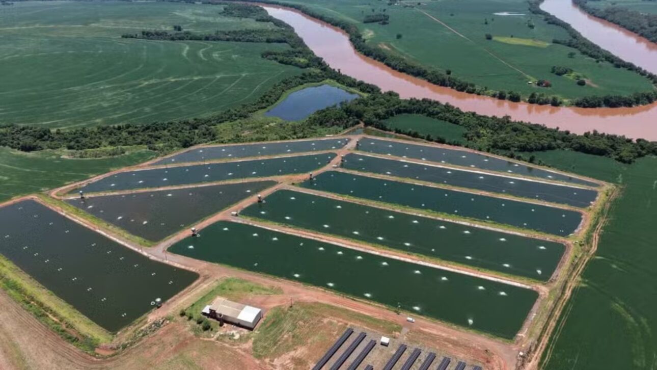 Productor de Paraná invierte R$ 7 millones en estanques con geomembrana, triplica densidad de tilapias y proyecta más de 2 millones por ciclo.