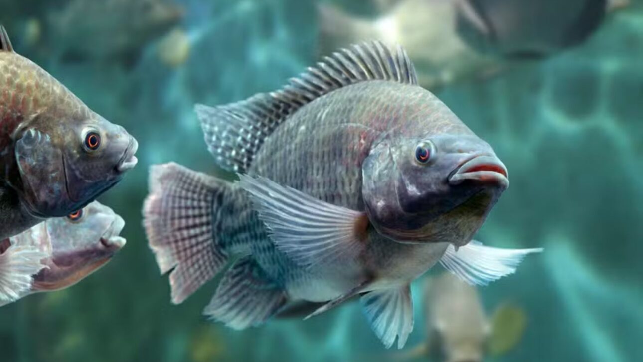 Productor de Paraná invierte R$ 7 millones en estanques con geomembrana, triplica densidad de tilapias y proyecta más de 2 millones por ciclo.