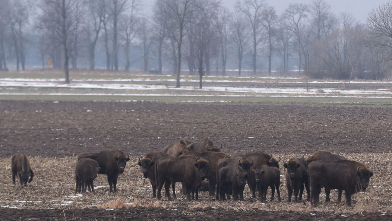 Muro En La Frontera Entre Polonia Y Bielorrusia Fragmenta La Selva De Białowieża, Amenaza Bisonte, Lobos Y Linces Y Amplía Riesgos Humanos.