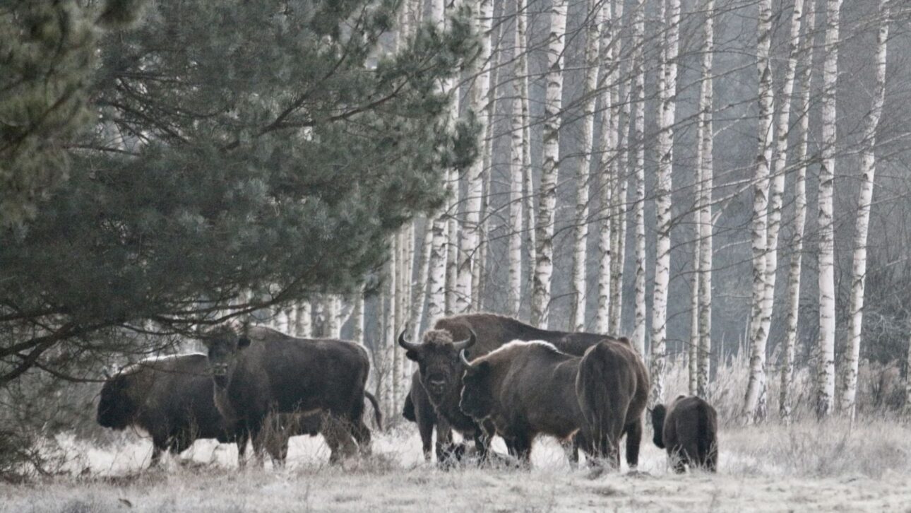 Muro En La Frontera Entre Polonia Y Bielorrusia Fragmenta La Selva De Białowieża, Amenaza Bisonte, Lobos Y Linces Y Amplía Riesgos Humanos.