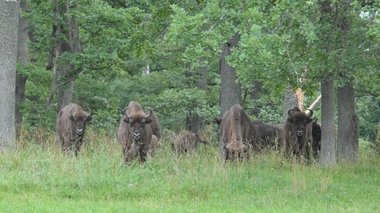 Muro En La Frontera Entre Polonia Y Bielorrusia Fragmenta La Selva De Białowieża, Amenaza Bisonte, Lobos Y Linces Y Amplía Riesgos Humanos.