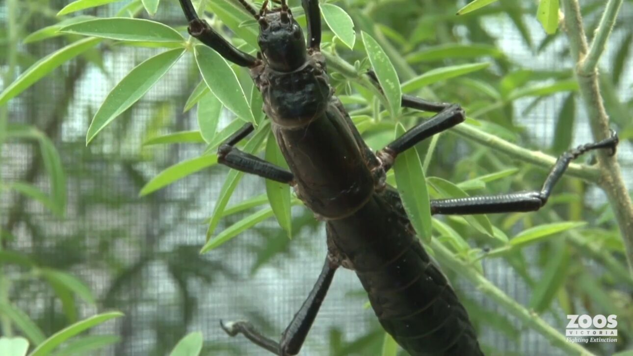 Inseto gigante dado como extinto reaparece em rochedo isolado no Pacífico, é criado em cativeiro e pode retornar ao habitat após remoção de invasores.
