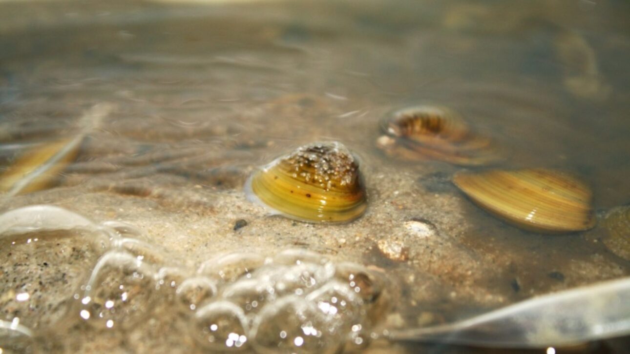 Molusco asiático invasor filtra ríos y lagos, altera transparencia y redistribuye nutrientes, cambiando cadenas alimentarias y procesos ecológicos.