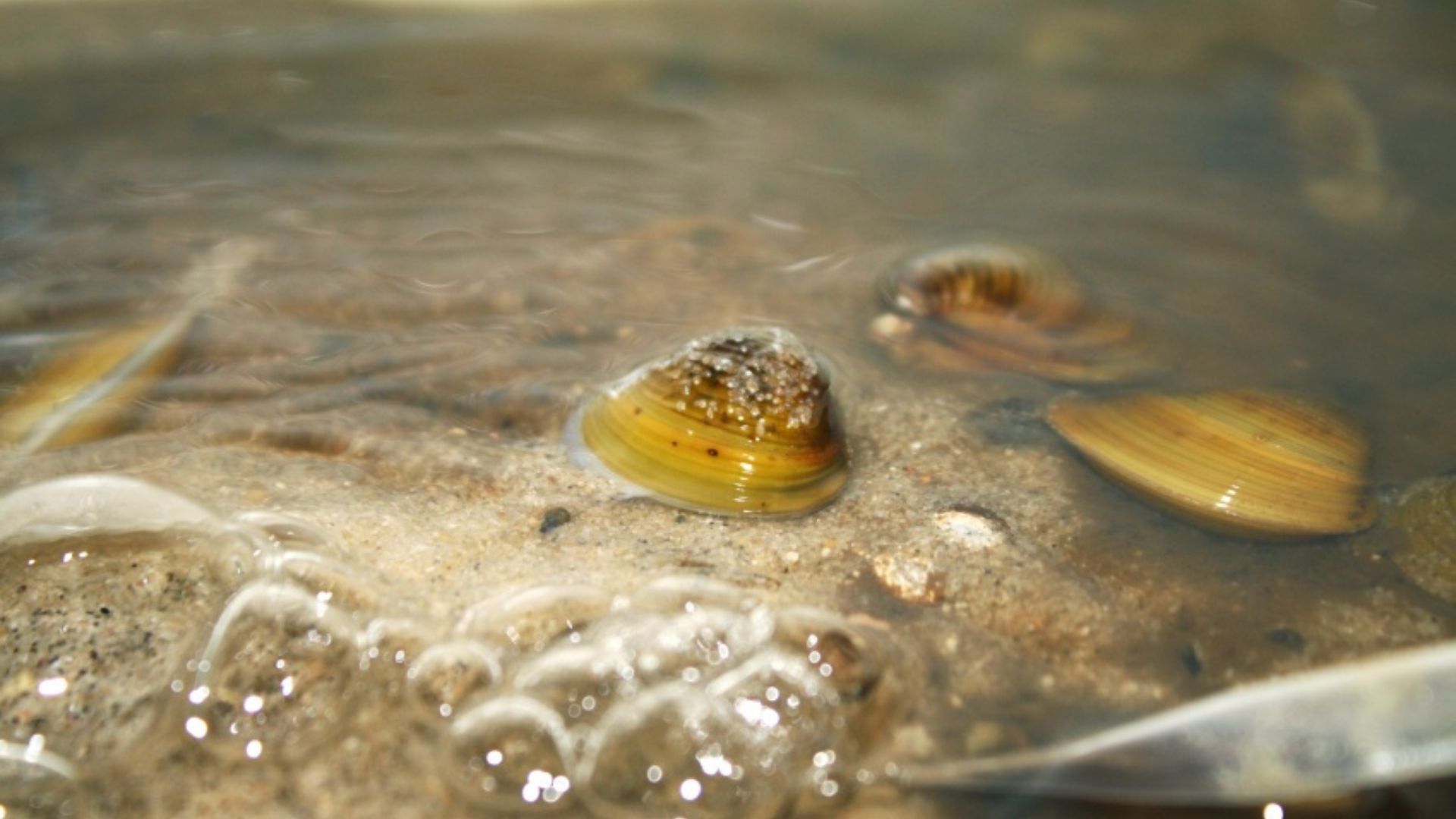 Molusco asiático invasor filtra rios e lagos, altera transparência e redistribui nutrientes, mudando cadeias alimentares e processos ecológicos.