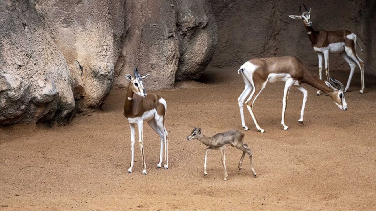 Gazelas-mhorr fueron liberadas en el desierto de Marruecos y los collares de GPS revelaron desplazamientos de hasta 50 km antes de la elección del territorio.