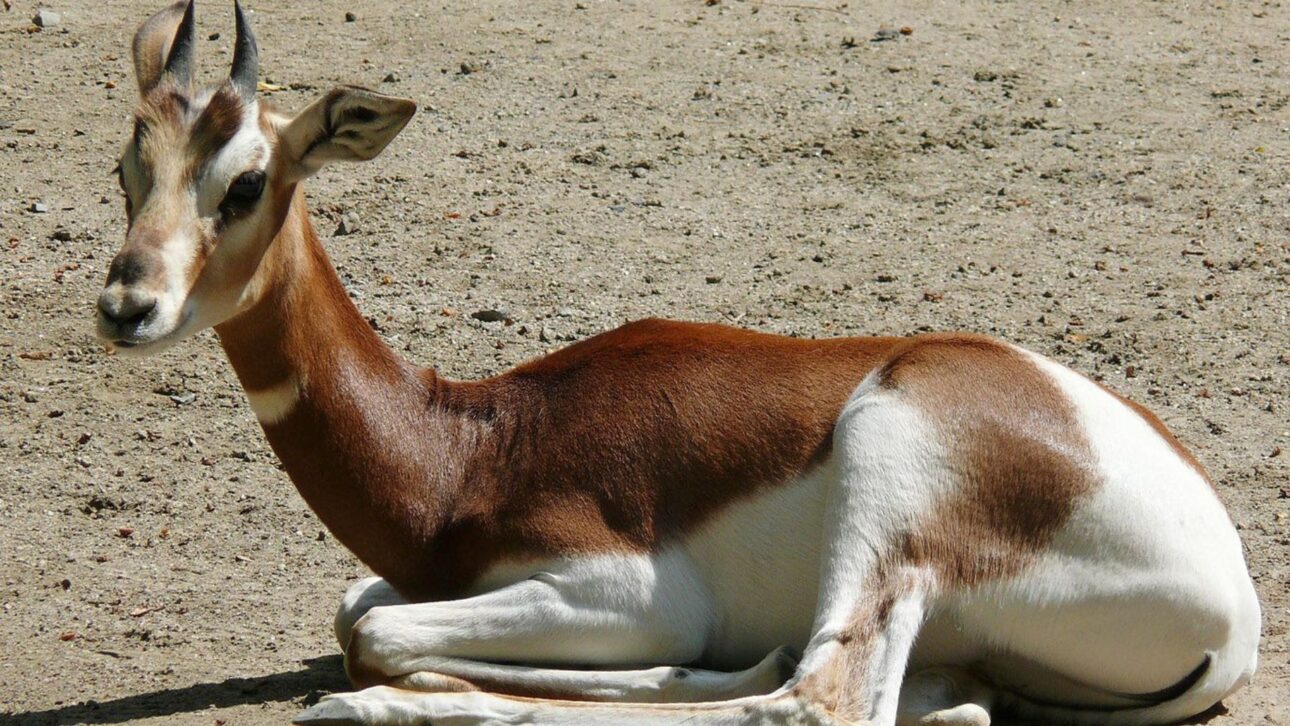 Gazelas-mhorr fueron liberadas en el desierto de Marruecos y los collares de GPS revelaron desplazamientos de hasta 50 km antes de la elección del territorio.