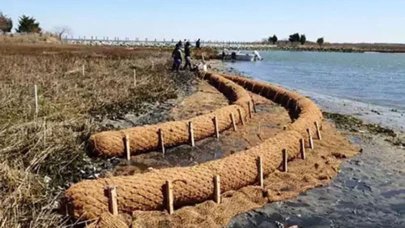 Troncos de fibra de coco se utilizan en márgenes vivos para reducir la erosión, retener sedimentos y proteger costas sin concreto en proyectos en EE. UU. e Europa.