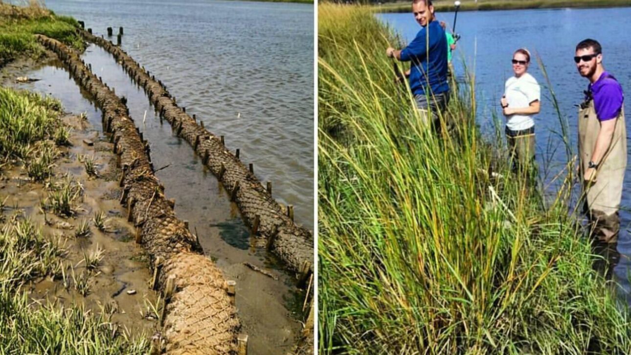 Troncos de fibra de coco se utilizan en márgenes vivos para reducir la erosión, retener sedimentos y proteger costas sin concreto en proyectos en EE. UU. y Europa.