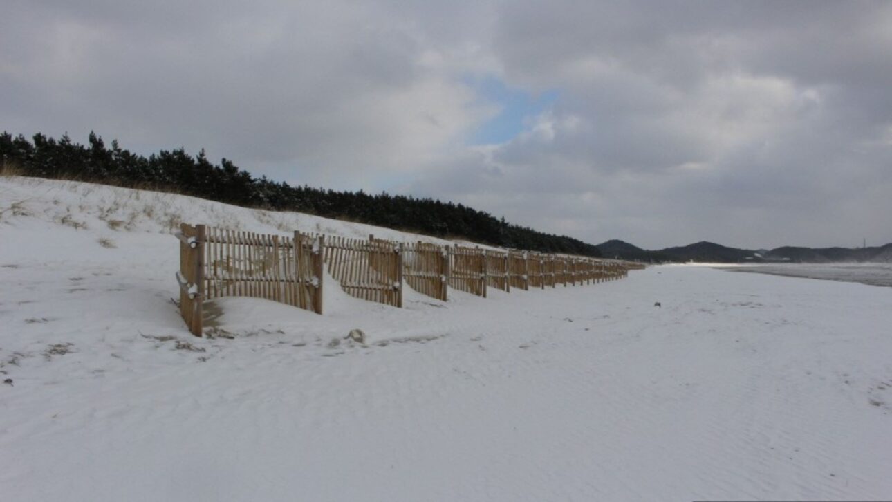 Corea del Sur instala 10,7 km de cercas de bambú para retener arena, recuperar dunas costeras y reducir la erosión en la costa.