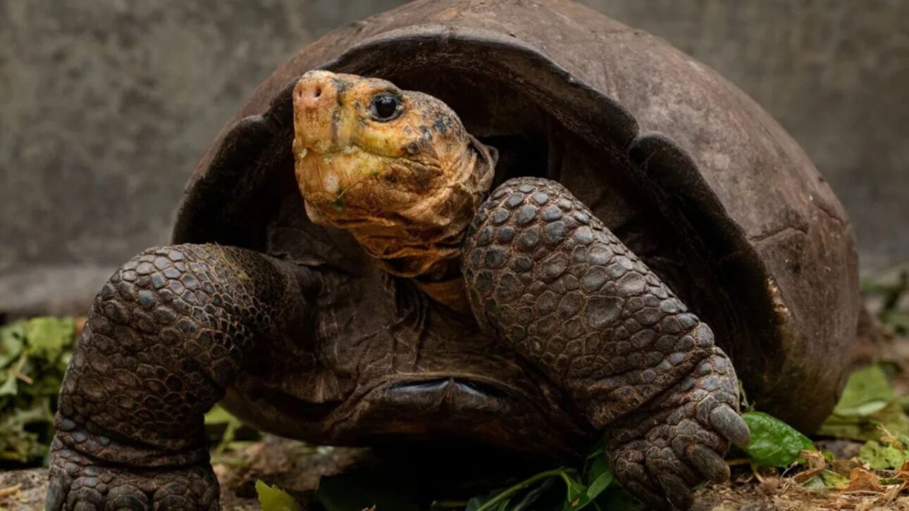 Tortuga gigante de Galápagos declarada extinta hace más de un siglo reaparece viva en isla volcánica y reaviva esfuerzos globales de conservación.