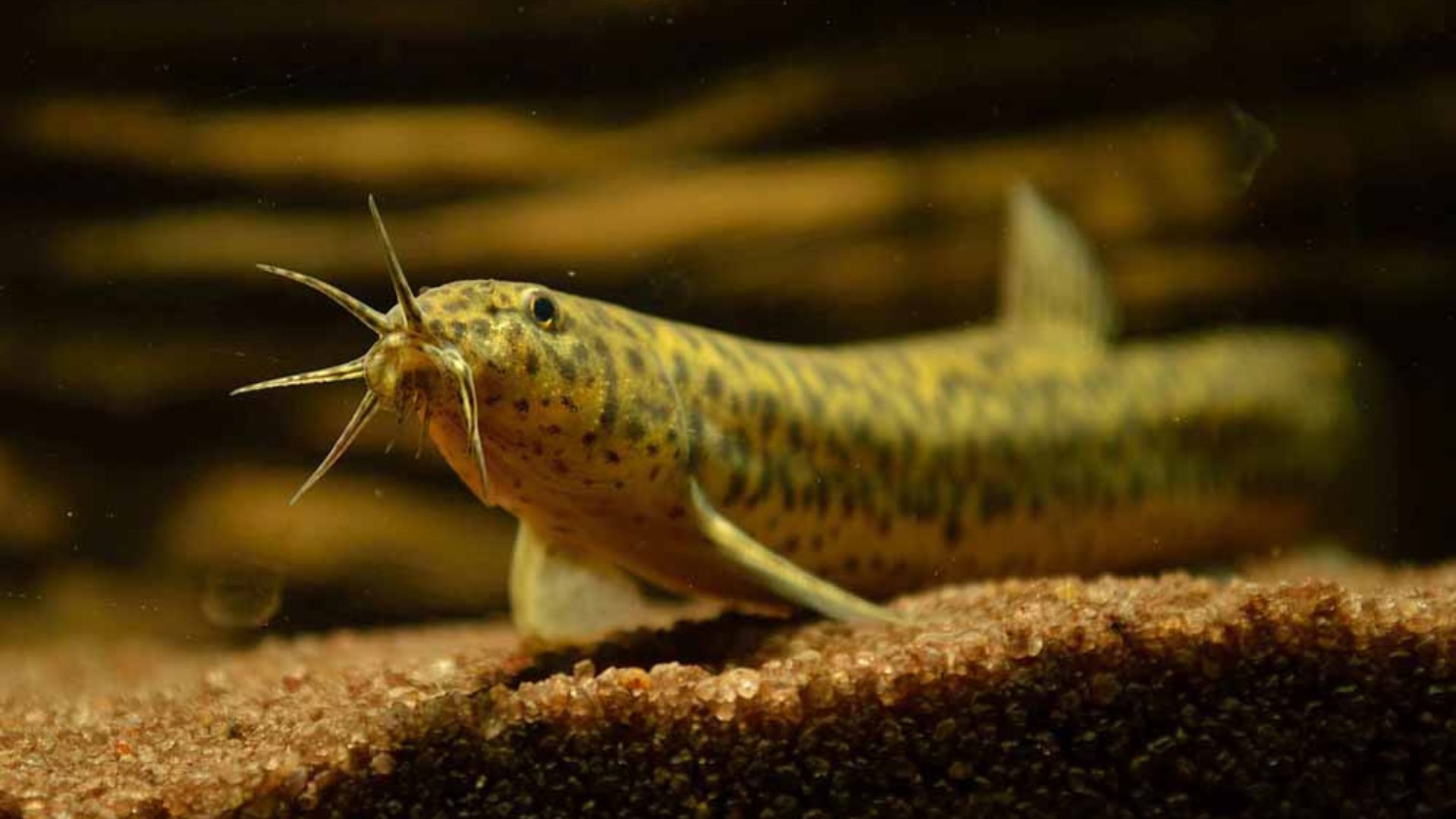 Peixe comum que vive no fundo pode manter lagoas turvas ao remexer sedimentos, liberar nutrientes e dificultar a recuperação da água.