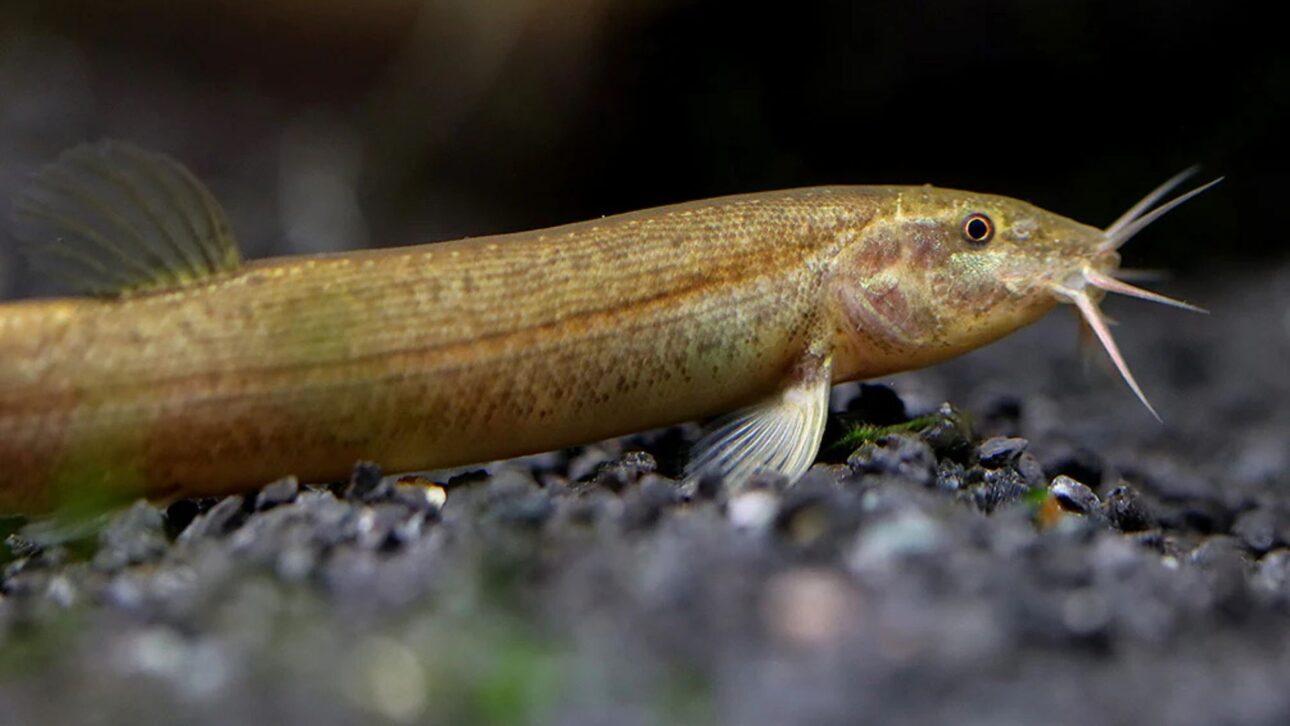 Peixe comum que vive no fundo pode manter lagoas turvas ao remexer sedimentos, liberar nutrientes e dificultar a recuperação da água.