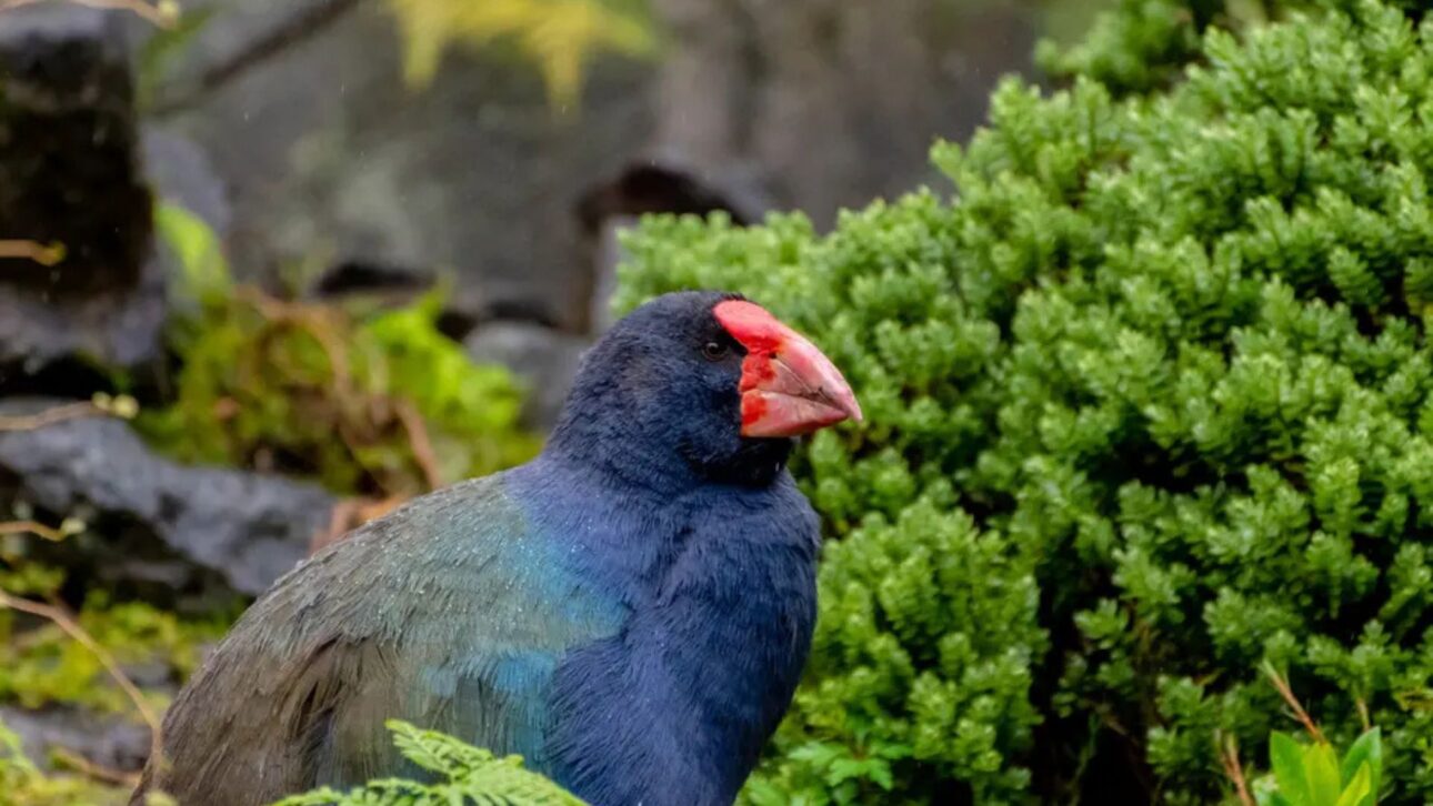 Ave takahē, declarada extinta, reaparece en Nueva Zelanda y se convierte en símbolo global de conservación tras manejo científico y refugios sin predadores.