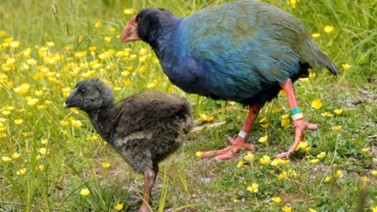 Ave takahē, declarada extinta, reaparece en Nueva Zelanda y se convierte en símbolo global de conservación tras manejo científico y refugios sin predadores.