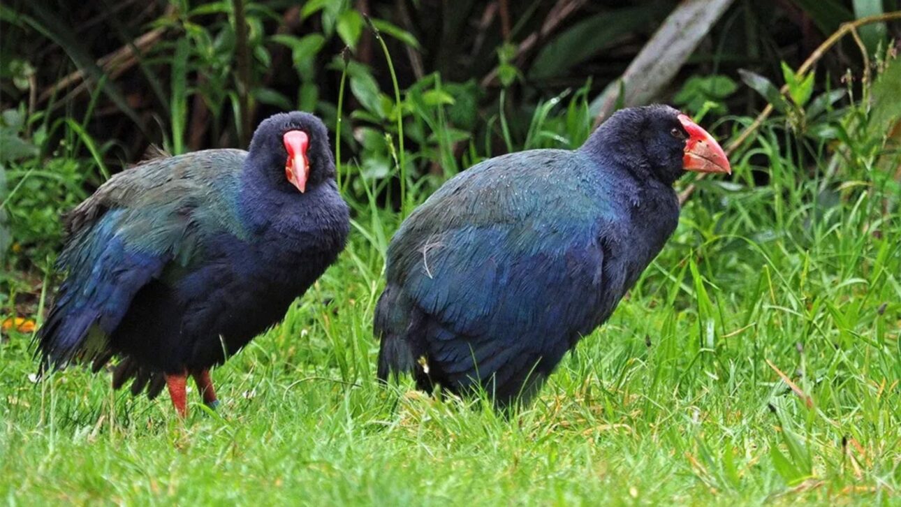 Ave takahē, declarada extinta, reaparece en Nueva Zelanda y se convierte en símbolo global de conservación tras manejo científico y refugios sin predadores.