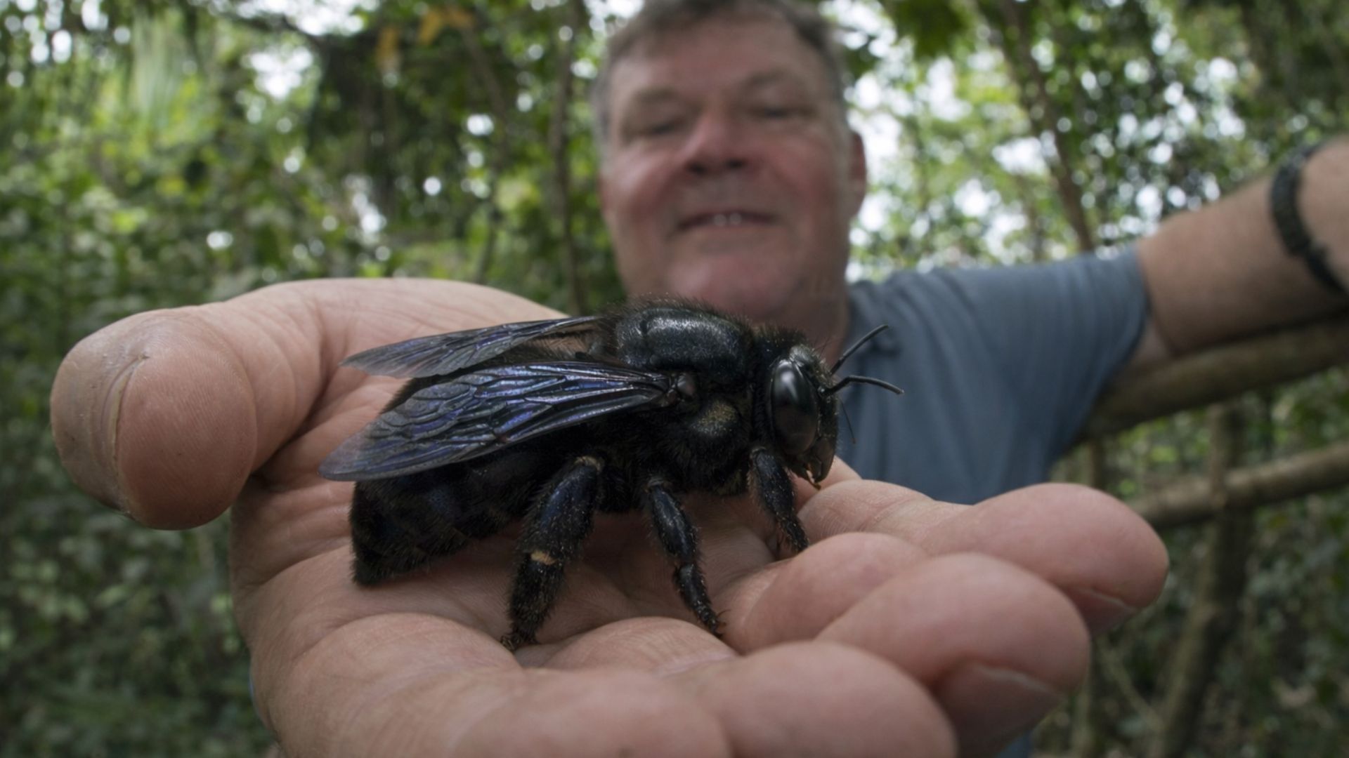 Abelha gigante de Wallace, a maior do mundo, reaparece na Indonésia após décadas sem registros e reacende alerta sobre conservação e habitat.