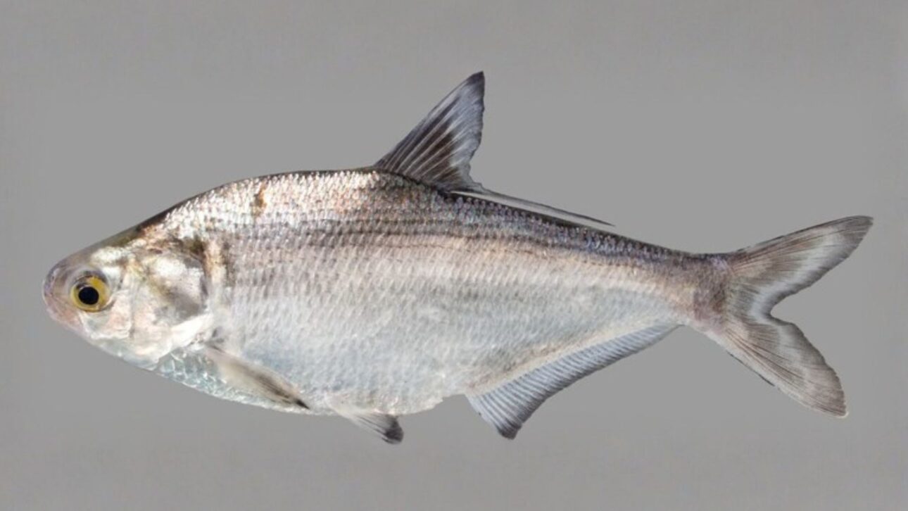 Pez común de reservorios puede recircular nutrientes del fondo, sustentar algas y mantener el agua turba a través de un proceso ecológico silencioso.