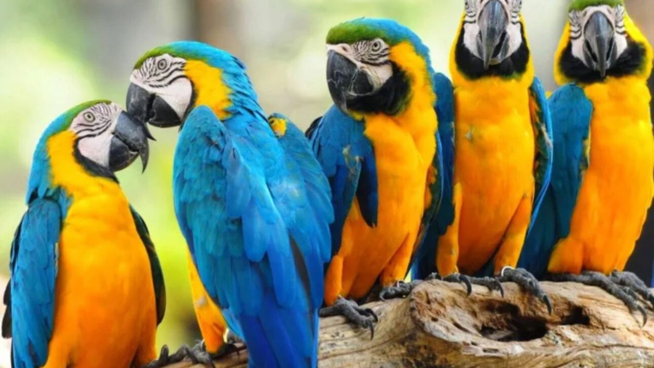 Las araras-canindé vuelven a sobrevolar el Parque Nacional de Tijuca tras más de 200 años en un proyecto de reintroducción ambiental. (Imagen: Reproducción)