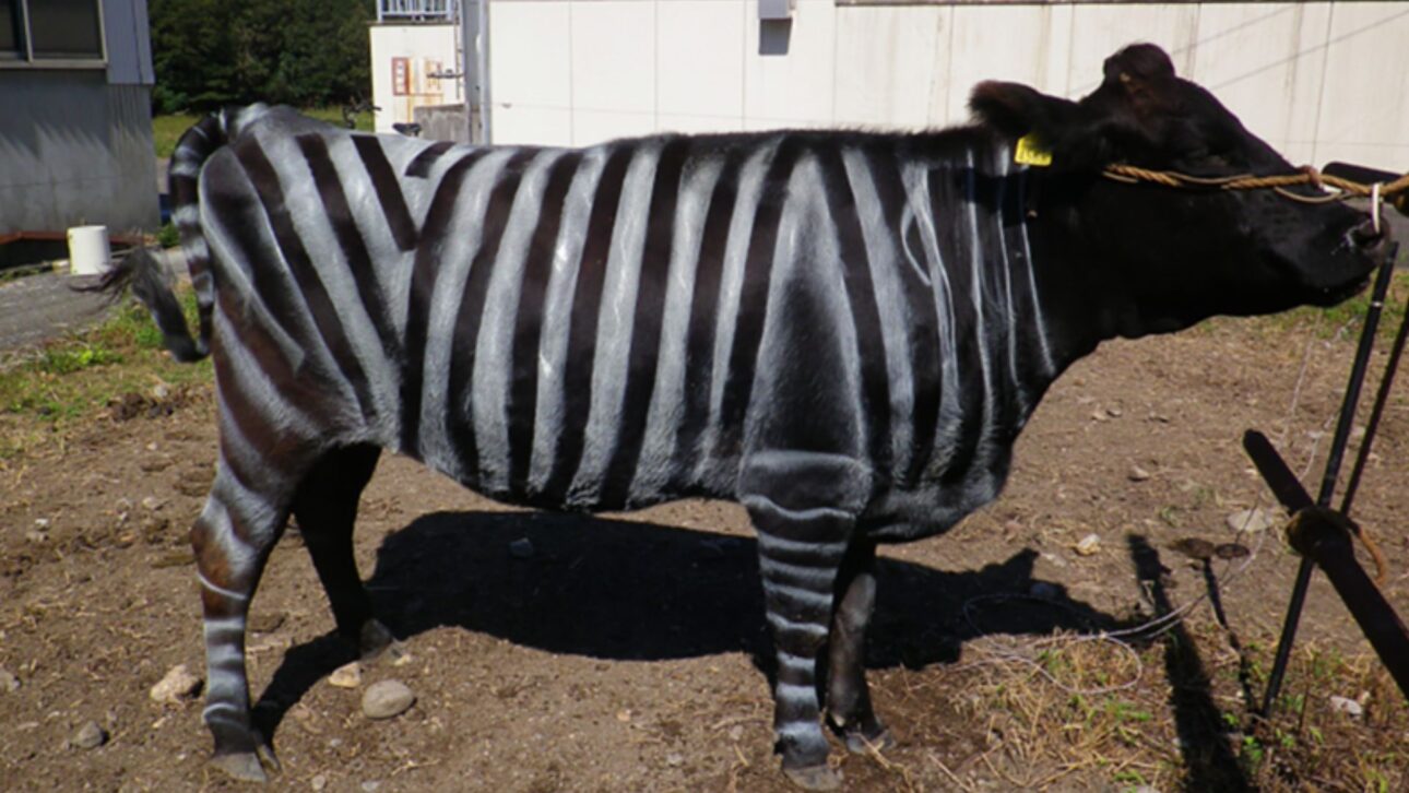 Los vídeos que enviaste están indisponibles. Envía otros, pero verifica si realmente están disponibles esta vez.