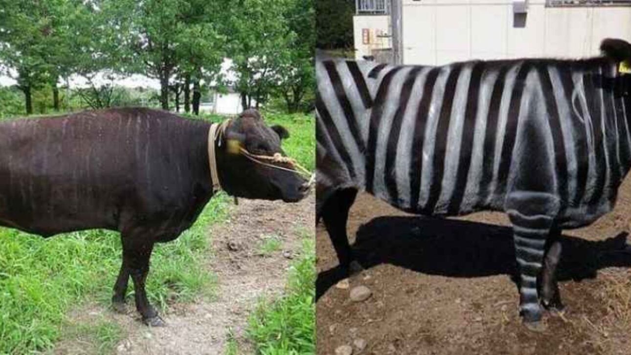 Vacas pintadas con rayas de cebra tuvieron menos moscas, menor agitación e indicaron alternativa simple al uso de pesticidas en la ganadería.