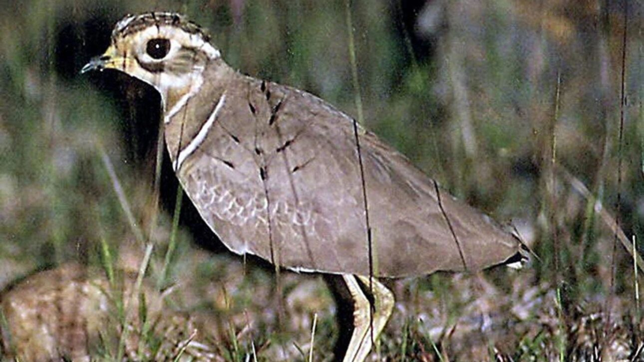 Ave rara declarada extinta reaparece en la India tras décadas sin registros, con grabación inédita que reacende esfuerzos globales de conservación.