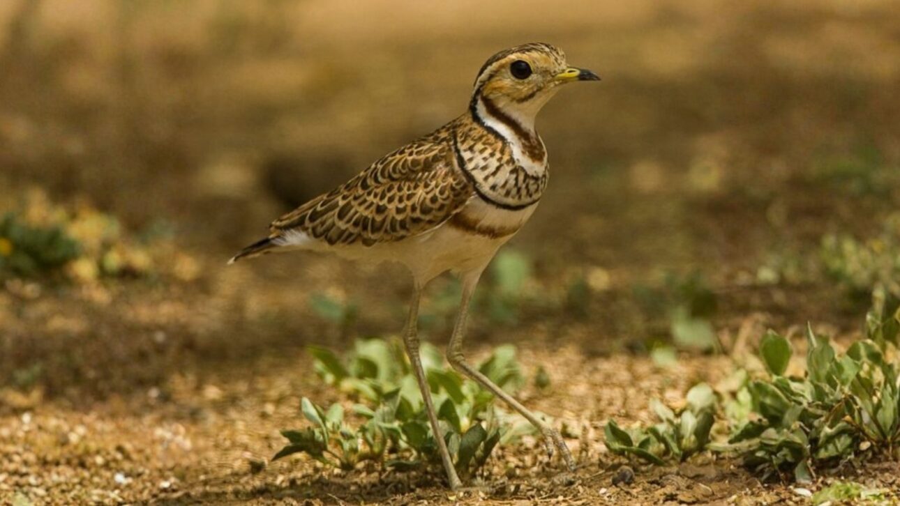 Ave rara declarada extinta reaparece en la India tras décadas sin registros, con grabación inédita que reacende esforços globais de conservación.