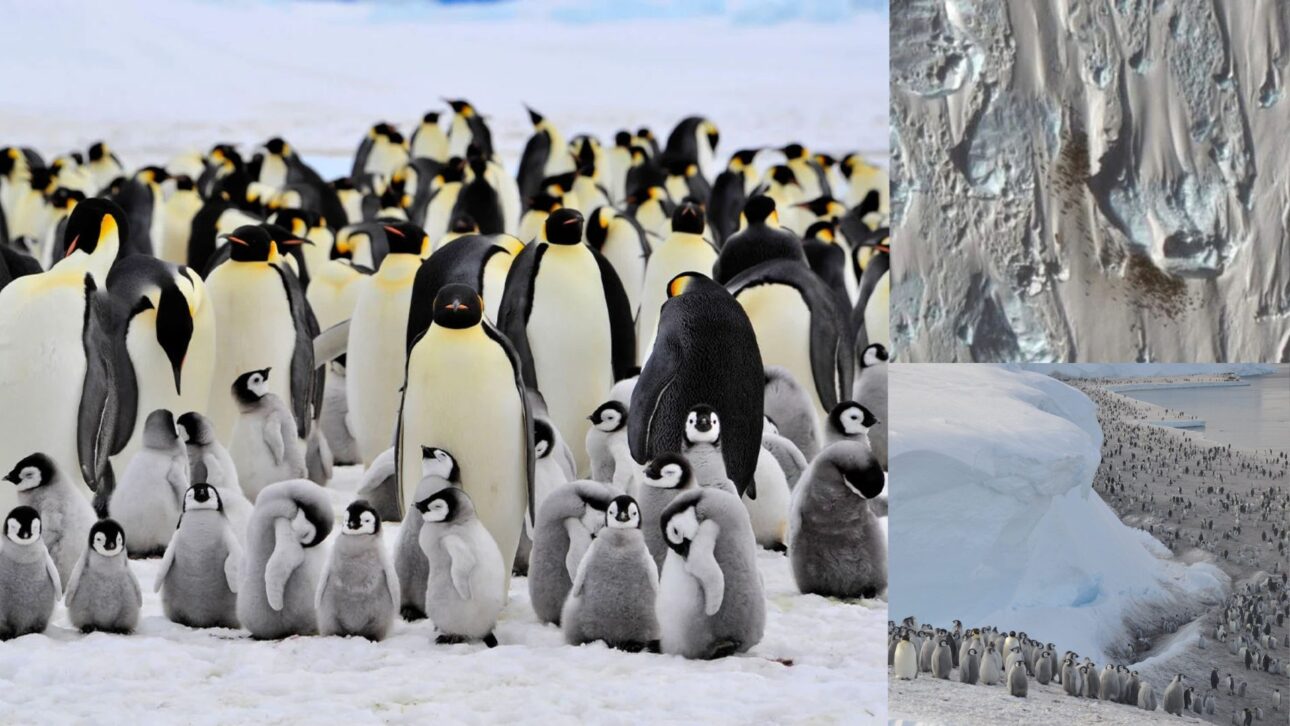 Marcas de guano en el hielo ayudaron a científicos a localizar nuevas colonias de pingüinos en la Antártida usando imágenes de satélite y análisis científico.