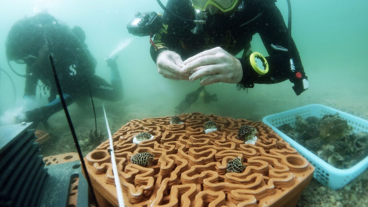 Hong Kong instala ladrilhos de terracota impressos em 3D no fundo do mar para acelerar a fixação de corais e recuperar recifes degradados.