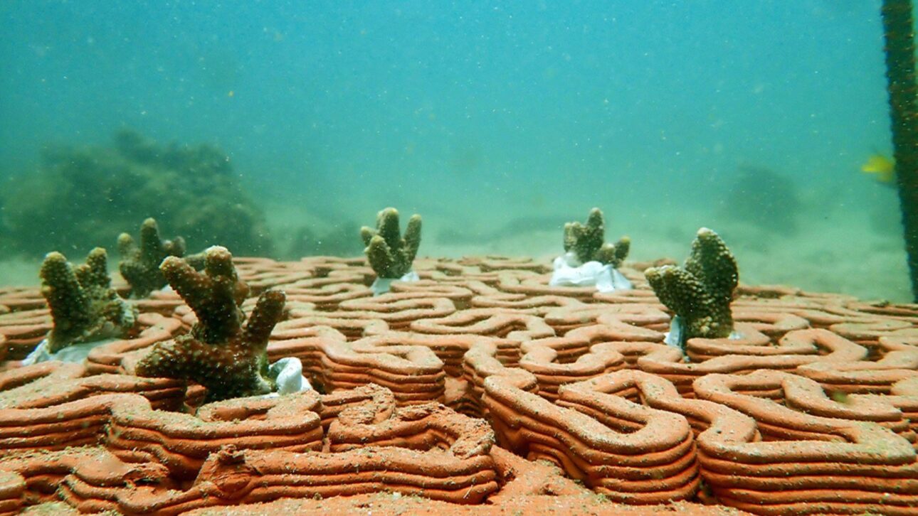 Hong Kong instala ladrilhos de terracota impressos em 3D no fundo do mar para acelerar a fixação de corais e recuperar recifes degradados.