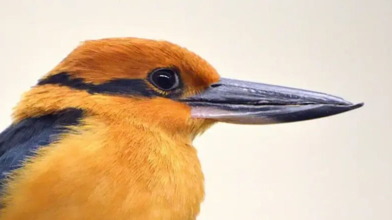 Pájaro sihek, extinto en la naturaleza por casi 40 años, vuelve a vivir en isla del Pacífico tras acción de conservación y control de invasores.