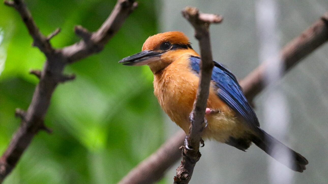 Pájaro sihek, extinto en la naturaleza por casi 40 años, vuelve a vivir en isla del Pacífico tras acción de conservación y control de invasores.