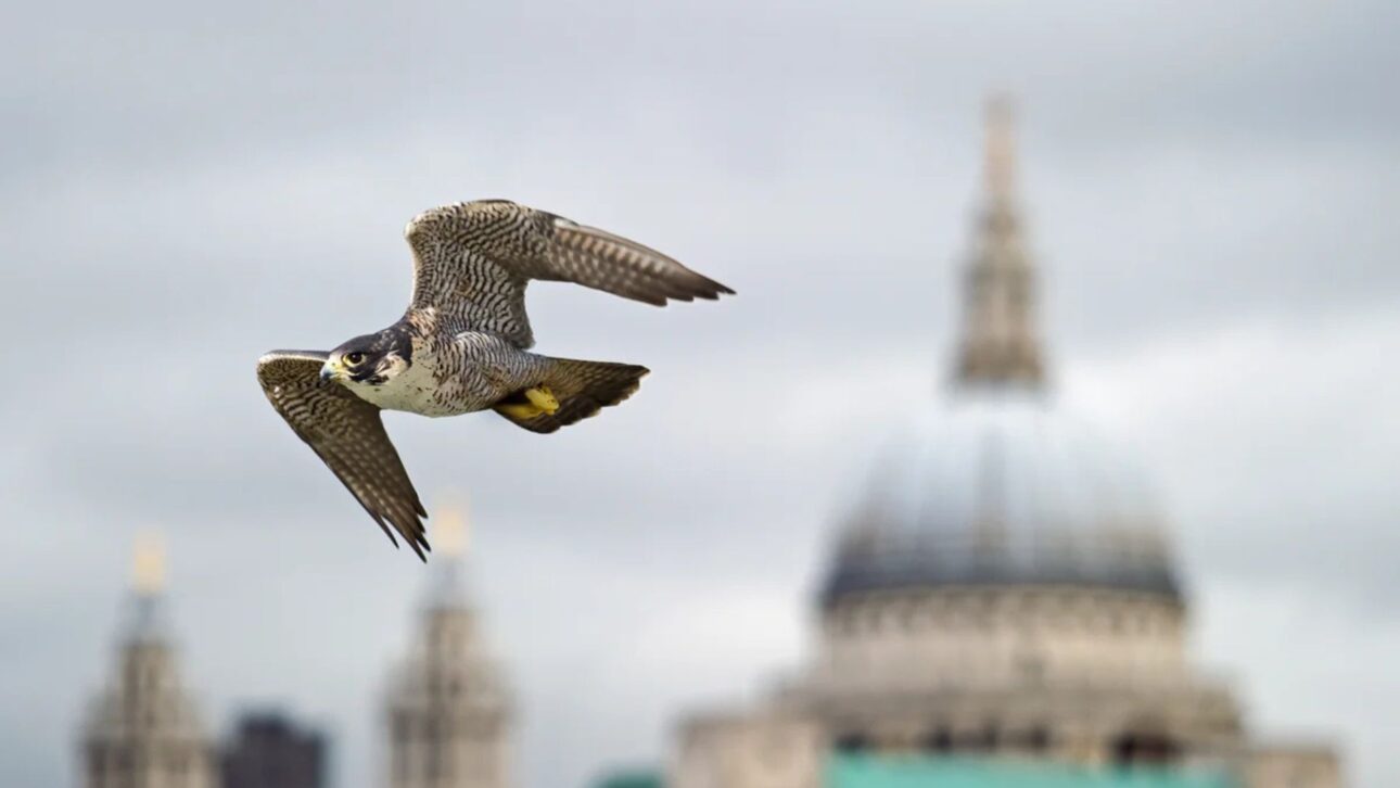 Los halcones peregrinos regresan a las ciudades del Reino Unido y comienzan a depredar loros invasores, revelando impactos en la fauna urbana y en la disputa por nidos.