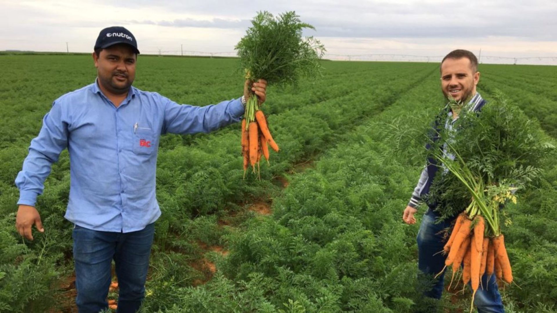 Cidade mineira lidera a produção de cenoura no Brasil, concentra até 70% do consumo nacional e transforma lavouras em identidade cultural e atração turística.