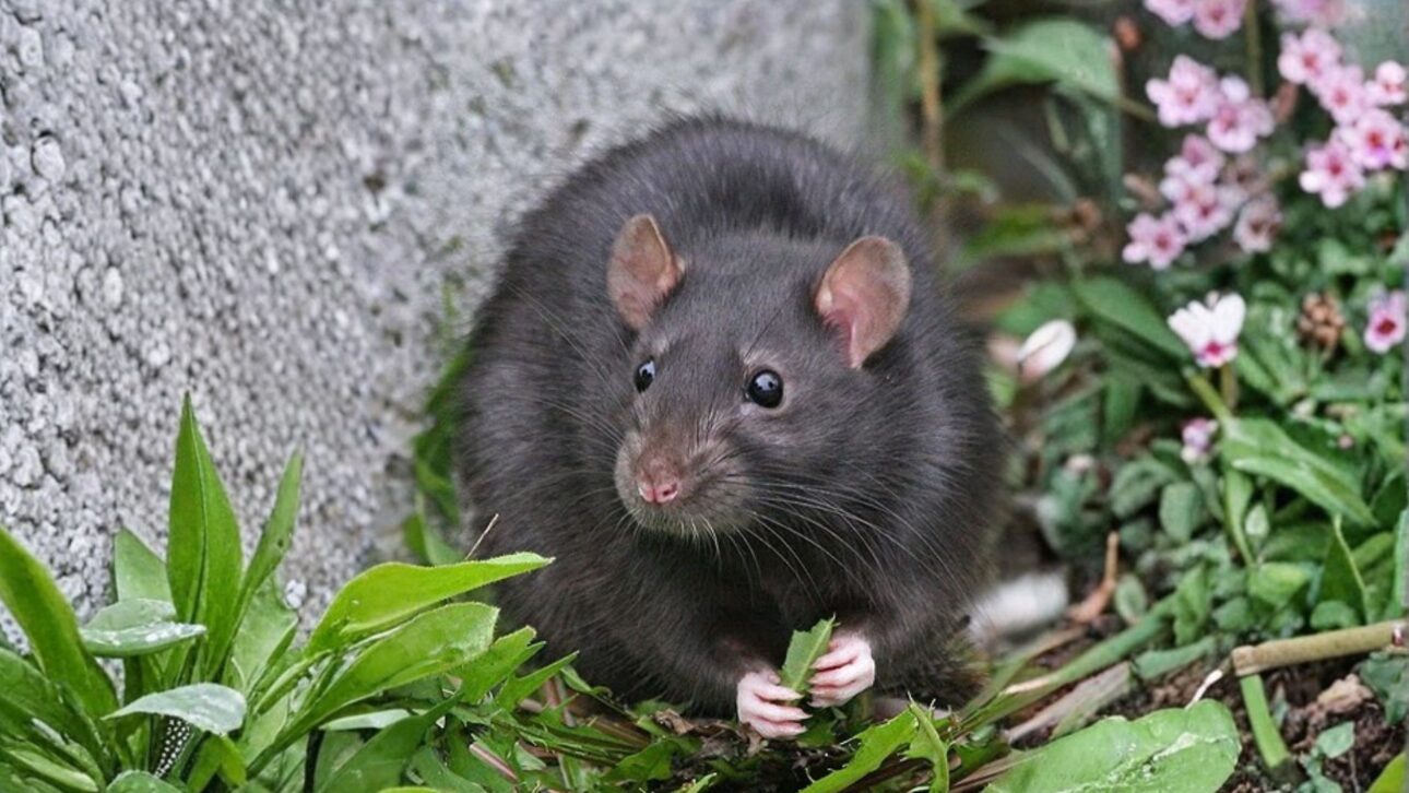 Ratas fueron eliminadas de una isla en el Mediterráneo y las imágenes de satélite revelaron un resultado inesperado sobre la recuperación de la vegetación.