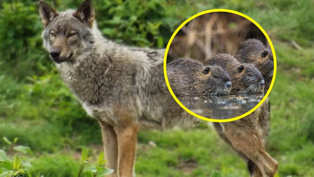 Los lobos han regresado al norte de Italia y han comenzado a devorar nutrias invasoras, presionando al roedor en zonas húmedas y cambiando el debate sobre control biológico.
