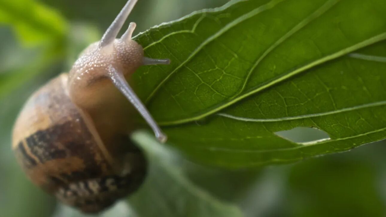 Caracoles minúsculos dados como extintos reaparecen en isla del Atlántico tras creación en cautiverio y acciones contra especies invasoras.