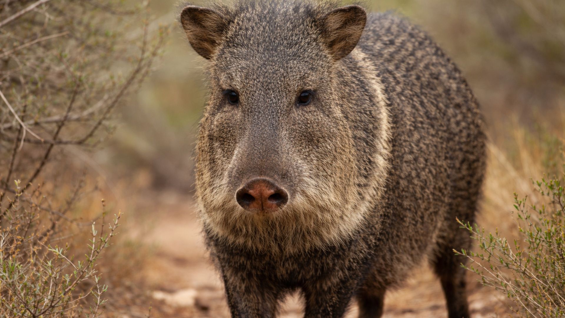 Mamífero considerado extinto reaparece vivo no Gran Chaco, surpreende cientistas e reacende alertas sobre desmatamento e conservação.