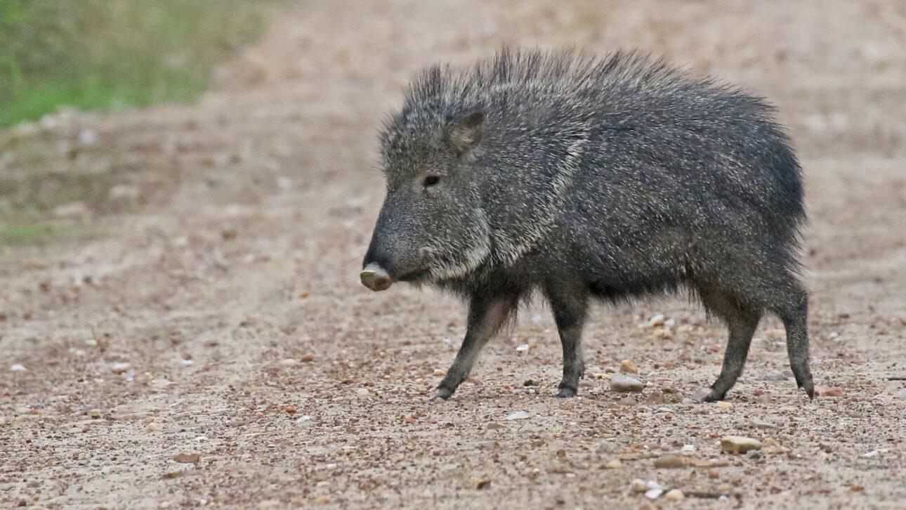Mamífero considerado extinto reaparece vivo no Gran Chaco, surpreende cientistas e reacende alertas sobre desmatamento e conservação.