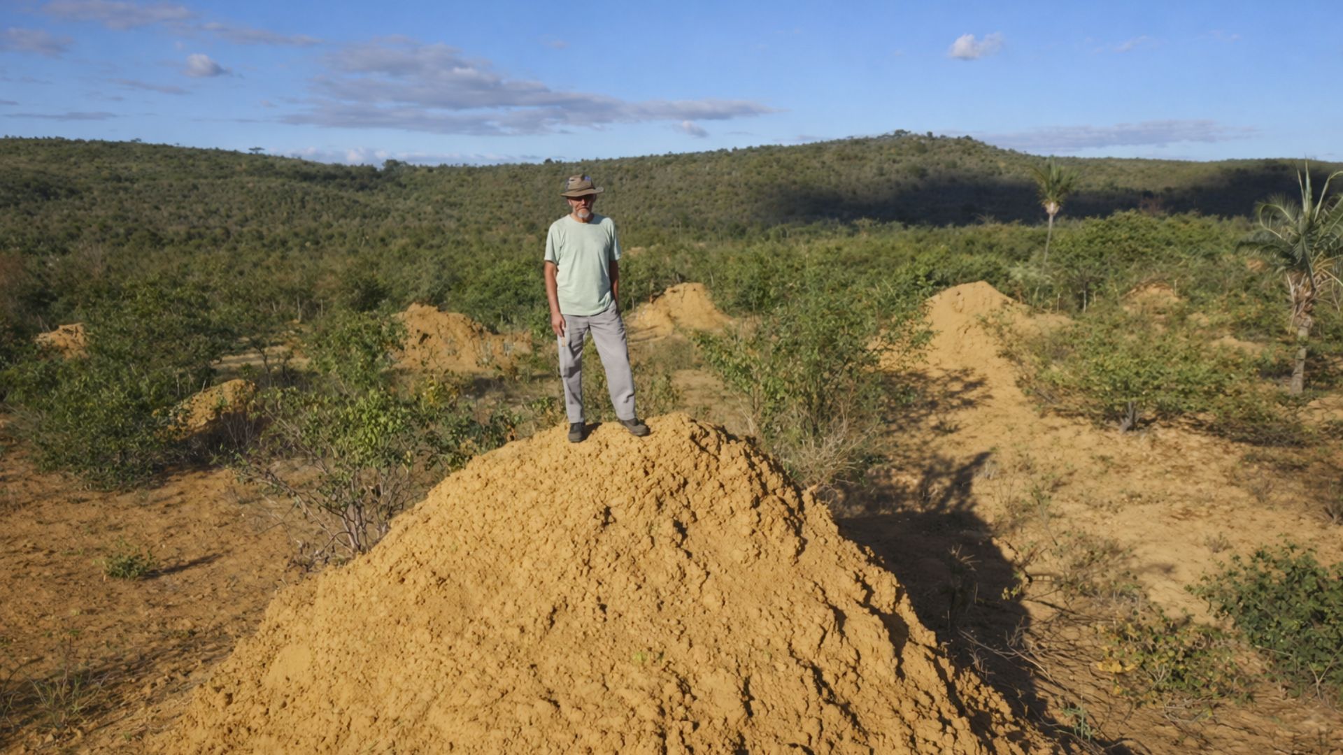 Montes de cupins no Nordeste do Brasil formam um padrão gigante visível por satélite e revelam uma das maiores obras naturais já estudadas.