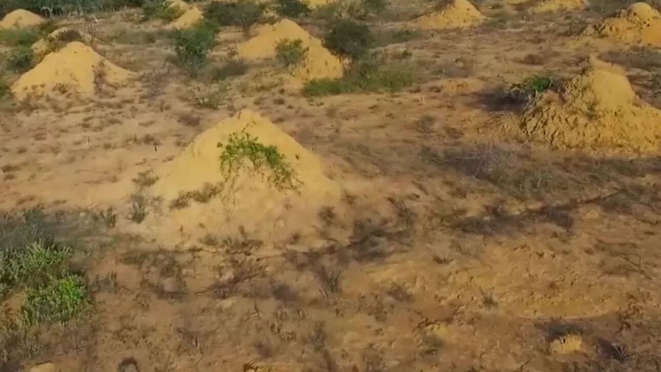 Montes de termitas en el noreste de Brasil forman un patrón gigante visible por satélite y revelan una de las mayores obras naturales jamás estudiadas.