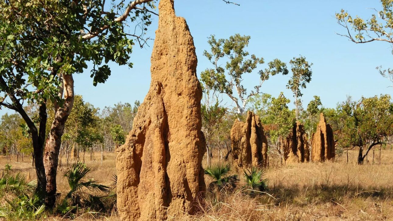 Montes de termitas en el noreste de Brasil forman un patrón gigante visible por satélite y revelan una de las mayores obras naturales jamás estudiadas.