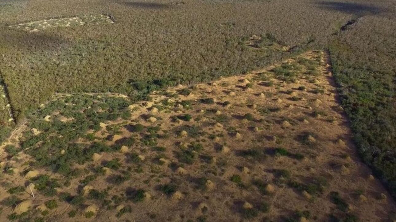 Montes de termitas en el noreste de Brasil forman un patrón gigante visible por satélite y revelan una de las mayores obras naturales jamás estudiadas.