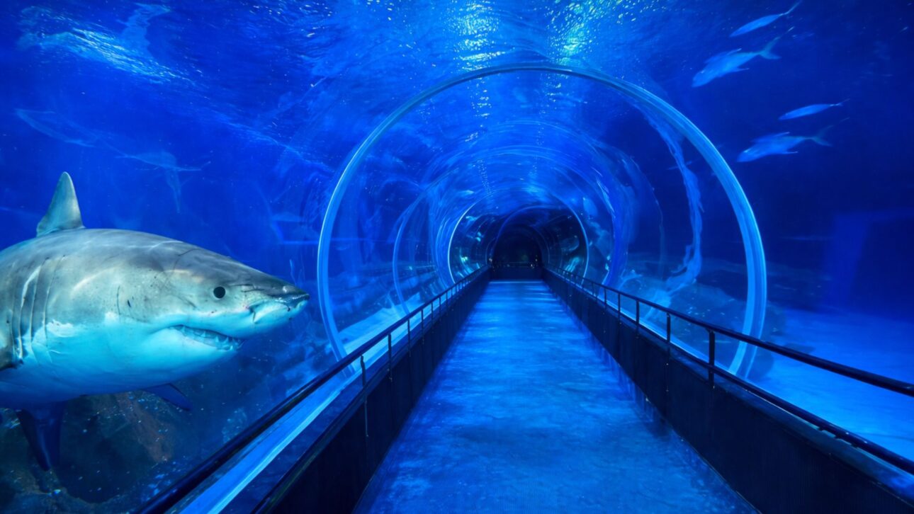 Con 4,5 milhões de litros e 26 mil m², el AquaRio alberga un océano dentro de un edificio y revela cómo funciona el mayor acuario marino de América del Sur.